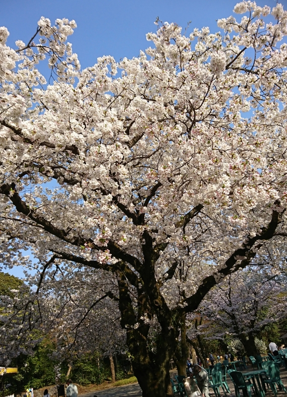 春イメチェンにオススメです🌸