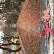 紅葉観に行こうよう🍁