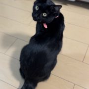 猫ちゃん日記🐈‍⬛♩