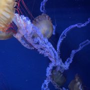 すみだ水族館🪼