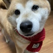 可愛いもふもふ🐕