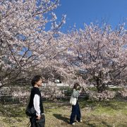 桜見に行ってきました！