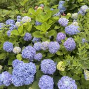 紫陽花💙💜